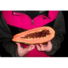 10 Seeds of Maradol Papaya Tree Seeds! Grows fruit in only 9 MONTHS from seed!