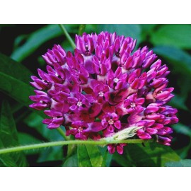 American Seed Purple Milkweed  Aasclepias purpurascens Native Perennial 15 seeds 2024 Organic