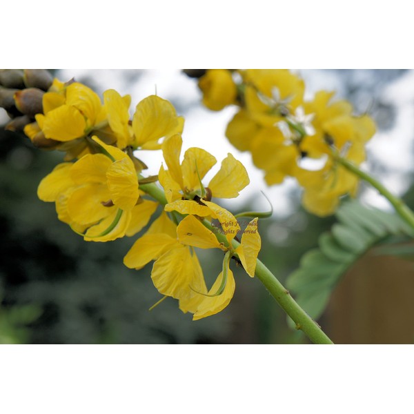 Scrambled Egg Tree Cassia glauca 10 Seeds Sunny Yellow Blooms