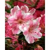 Conversation Piece Azalea (Rhododendron 'Conversation Piece)