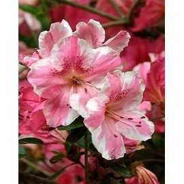 Conversation Piece Azalea (Rhododendron 'Conversation Piece)