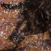 Cocker Spaniel Art, Happy Splashing Black Working Cocker Gift, Cocker