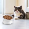 Ewenono 1 Pack White Cat Bowl with Tilted＆Elevated Design,Which Can