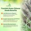 Outsidepride Chinese Pennisetum Fountain Ornamental Grass Seeds - 200 Pcs
