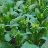 Fairy7Seas Seeds Asian Yu Choy / Choi Sum / Choy