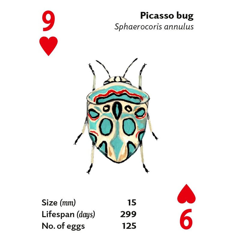 Brilliant Bugs: Playing Cards