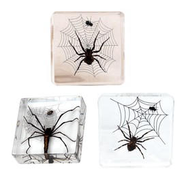 Taxidermy Spiders, 3pcs Real Insect Spider Specimens in Resin for Closer-Look & Study in Safe Healthy Manner, Novelty for Preschool Classroom, Home Office Display (M Size x3)
