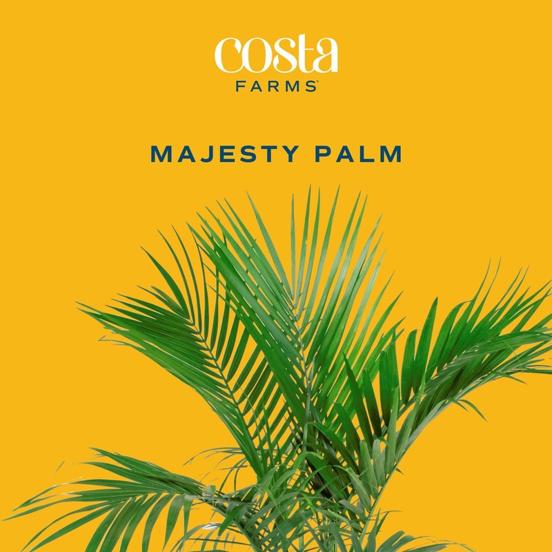 Costa Farms Majesty Palm Live Plant in Decorative Pot, Large