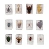 12 Pcs Real Bug Specimens Transparent Resin Science Education Classroom
