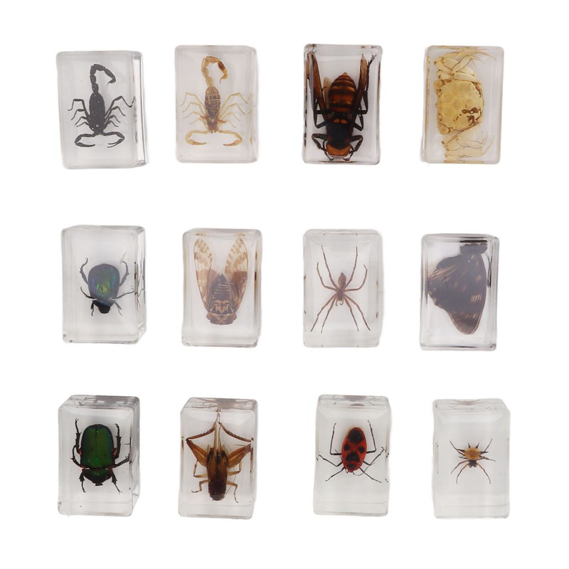 12 Pcs Real Bug Specimens Transparent Resin Science Education Classroom