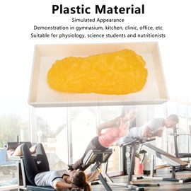 Fat Replica, 1 Lb Real Soft Touch Fat Model, A True Replica of Human Fatty Tissue for Anatomy, Physiology, Science, Technology Students, Nutritionists, Doctor, Dietitians