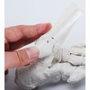 Monolife Plantar Model Plantar Joint Model Ankle Right Leg Specimen