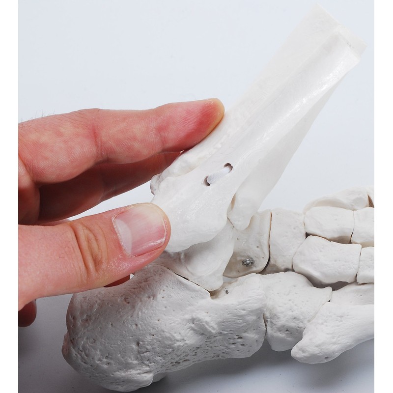 Monolife Plantar Model Plantar Joint Model Ankle Right Leg Specimen