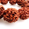 dailymall 20 mm Rudraksha Beads Tibetan Buddhism Prayer Amulet Bracelet