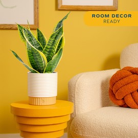 Costa Farms Snake Plant, Mother-in-Law's Tongue Live Plant in Decorative Pot, Large Easy to Maintain Indoor Succulent Houseplant Assorted Variety, Home, Room, or Office Décor, 12-20 Inches Tall