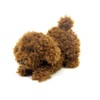 Cinnada MMTP-0248 Bean Puppy Poodle, 3.5 x 0.8 x 6.1