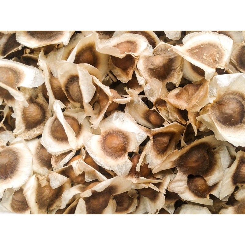 SoloTherapy 1000 Moringa Seeds Oleifera 10 Oz Semillas De Moringa