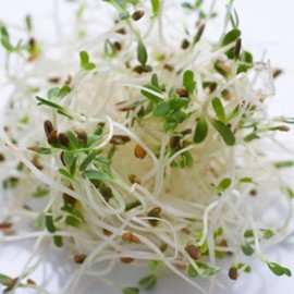 Sprouting Alfalfa Organic Great Heirloom Vegetable 13,000 Seeds
