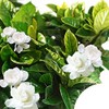 300+ Gardenia Seeds Cape Jasmine Flower Seed for Home Garden