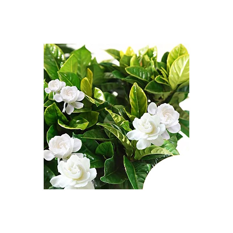 300+ Gardenia Seeds Cape Jasmine Flower Seed for Home Garden
