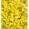 Southern Living Plant Collection SL-53Q Sunshine Ligustrum, 2.5 qt, Full