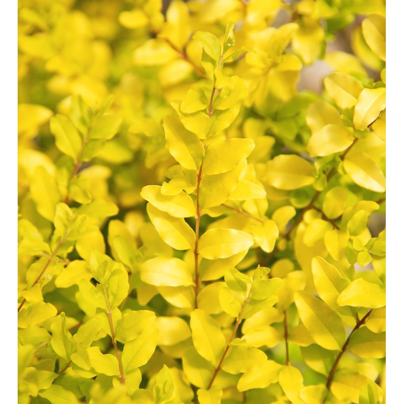 Southern Living Plant Collection SL-53Q Sunshine Ligustrum, 2.5 qt, Full