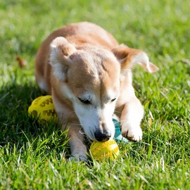 TUMYES Pelota de Juguete para Perros, Juguete para Limpiar los Dientes, Pelota Perro Indestructible, Juguetes Interactivos para Perros, Goma No Tóxica Pelota Duradera (7CM 2PCS)