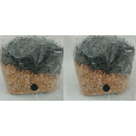 TheFairAndFrugalGuru 2 All in One Mushroom Grow Bags Sterilized 3.5lb GROWING BIO-BAG KIT FAST SHP[B]