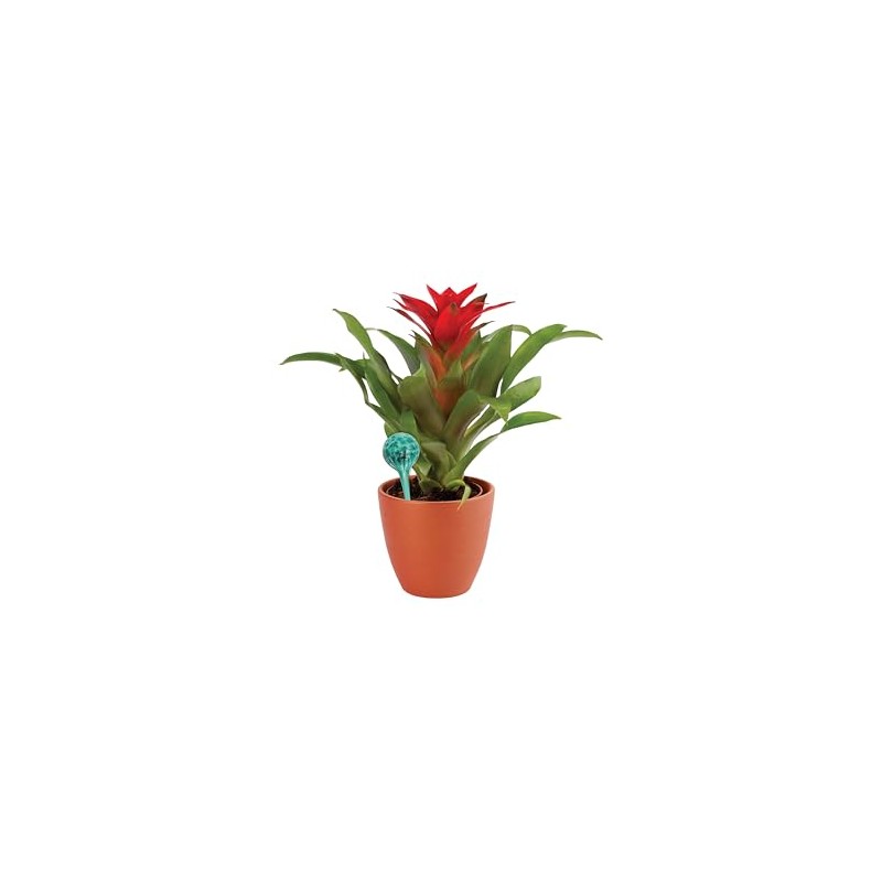 Wyndham House 4-Piece Watering Globe Set, Colorful Hand-Blown Glass Plant