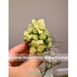 Anubias Nana Petite White Rare Live Aquarium Plant, Premium Fish Tank/Pond Plant - 1 Clump (4-6 Plants)