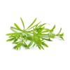 Nature Tea Cleaver herb - Galium aparine Dried Leaf C/S