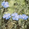 BIOPLANETE Organic Linseed Oil 8.1 oz (230 g) (Cold Pressed