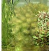 Red Myrio Myriophyllum Heterophyllum Live Aquarium Plants BUY 2 GET