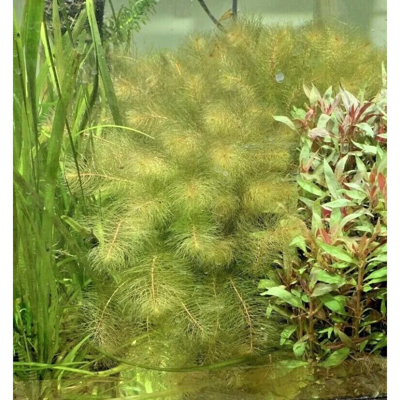 Red Myrio Myriophyllum Heterophyllum Live Aquarium Plants BUY 2 GET