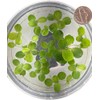 Live Dwarf Water Lettuce - Pistia Stratiotes, Floating Aquarium Plants
