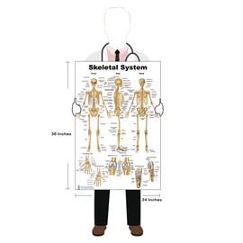 Skeletal, Muscle, Skeletal and Muscle Set 24 x 36 inch, Extra Pocket Size Muscle Cards, Marker and Eraser Compatible