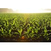 CountryMax Cracked Corn for Deer, Birds, Turkeys, Wildlife, Chickens (20