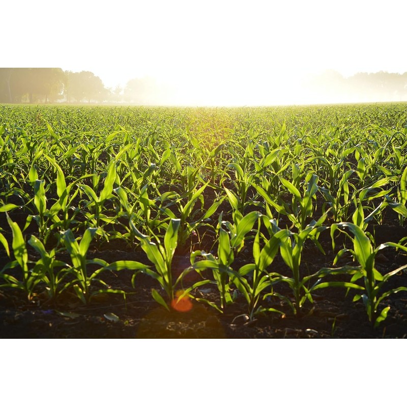 CountryMax Cracked Corn for Deer, Birds, Turkeys, Wildlife, Chickens (20