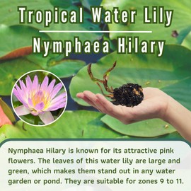 Mainam Mix Colorful Tropical Water Lily Tuber Live Aquarium Plant for Freshwater Fish Pond Balcony Buy 2 GET Fertilizer Free (Pink Nymphaea Hilary)