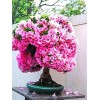 CZ GRAIN 10 Bonsai Judas Tree Seeds Flowering Tree Prized
