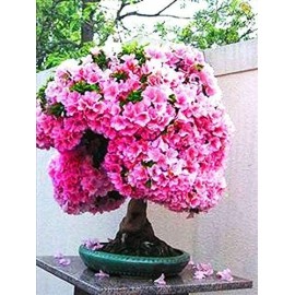 CZ GRAIN 10 Bonsai Judas Tree Seeds Flowering Tree Prized for Bonsai