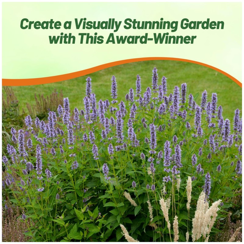 Outsidepride Lavender Blue Giant Hyssop Seeds for Planting - 2000