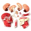 4D Vision Human Head Anatomy Model