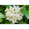 Home-Growth So fragrant Orange Jasmine, Murraya Paniculata - 10 Seeds