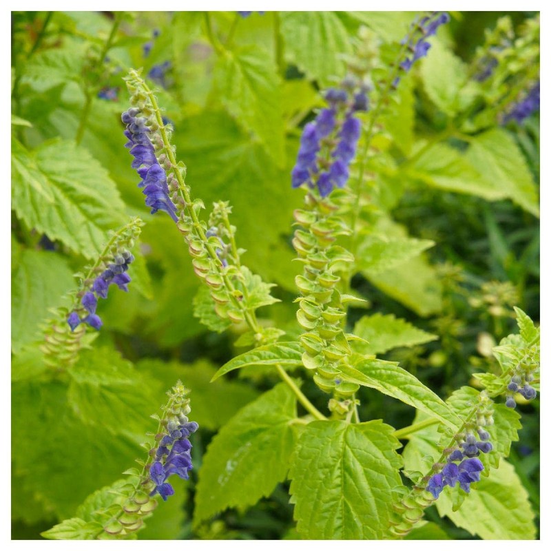 Everwilde Farms - 300 Mad-Dog Skullcap Native Wildflower Seeds -