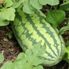 Generic Generic 50 Congo Watermelon Seeds for Planting Heirloom and