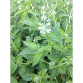 Southeast Seeds Lemon Basil Seeds, Lao Basil, Manglak, NON-GMO, Variety Sizes, FREE SHIPPING - 80k Seeds or 1/4 LB