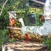 Tenalleys Stainless Steel Beekeeping Hive Tool Frame Lifter and Scraper
