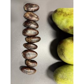 Tree 15 Paw Paw Fruit Tree Seeds *  Pawpaw The Indiana Banana * Seeds From Last Year!
