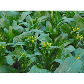 250PCS Yu Choy Sum Seeds Flowering Cabbage Vegetable Seeds
